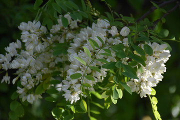 Acacia blossom with acacia leaves, acacia canopy