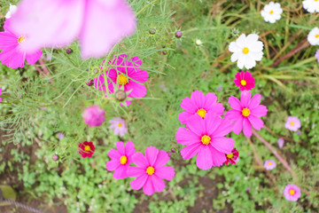 Cosmos flowers コスモスの丘　＠ひたち海浜公園