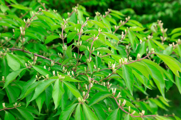 Honeysuckle flower in a garden