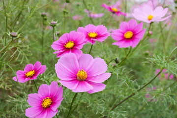 Cosmos flowers コスモスの丘　＠ひたち海浜公園