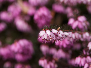 (Erica x darleyensis) Bruyère d'hiver ou Bruyère rose