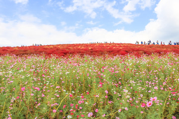 Kokia hills コキアの丘　＠ひたち海浜公園