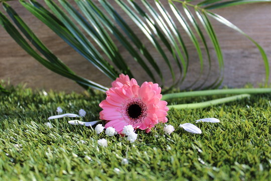 Fleurs et p&eacute;lates de fleurs : composition de printemps, design floral