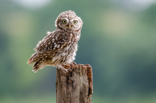 UK Wild Funny Perched Little Owl
