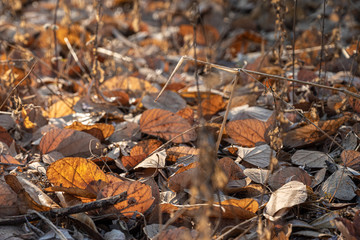 autumn leaves on the ground