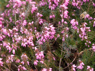 Erica  darleyensis -  Bruyère rose ou bruyère d'hiver