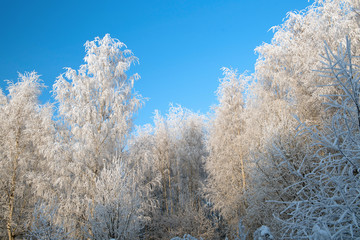 Winter landscape with snowy trees and blue sky