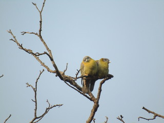 Yellow Footed Green Pigeon on Tree