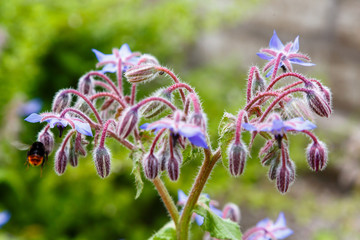 Blue flowers of Borage (Borago officinalis or Echium amoenum) in garden. Bumblebee on the flowers of Borage. Medicinal plants in the garden