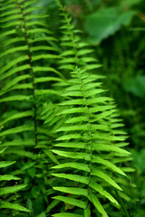 Green leaf pteridium aquilinum natural green fern in the forest.close up