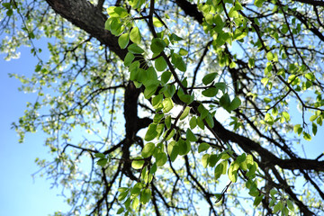 The sun's rays break through the branches of a flowering pear tree.