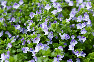 Flower background with blue flowers of Nemophila. Baby Blue Eyes is flower in spring garden