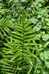 Green leaf pteridium aquilinum natural green fern in the forest.close up
