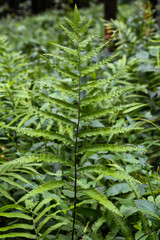 Green leaf pteridium aquilinum natural green fern in the forest.close up