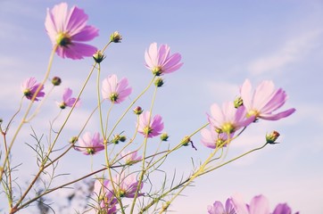 Looking up trough purple daisies into blue sky.