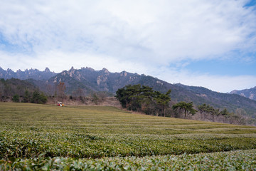 Fototapeta na wymiar The green tea farm