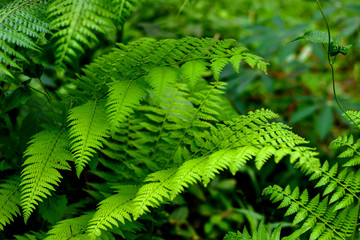 Green leaf pteridium aquilinum natural green fern in the forest.close up