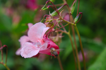 Flowers of Impatiens glandulifera flowers in natural background