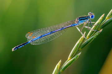 Blaue Libelle