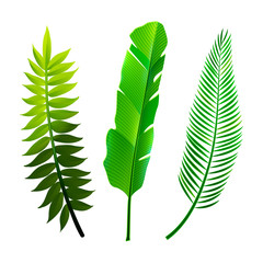 Set of Tropical Leaves Icons isolated on White
