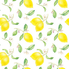 watercolor drawing branch of lemon