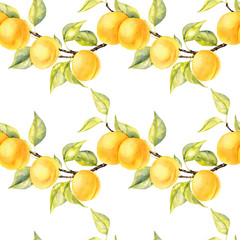 watercolor drawing branch of apricot