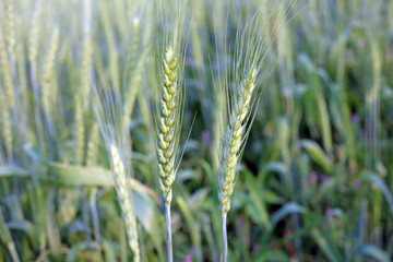 The Green Wheat bran and Green Wheat Field