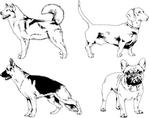 vector drawings sketches pedigree dogs in the racks drawn in ink by hand , objects with no background