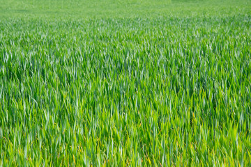 green wheat field