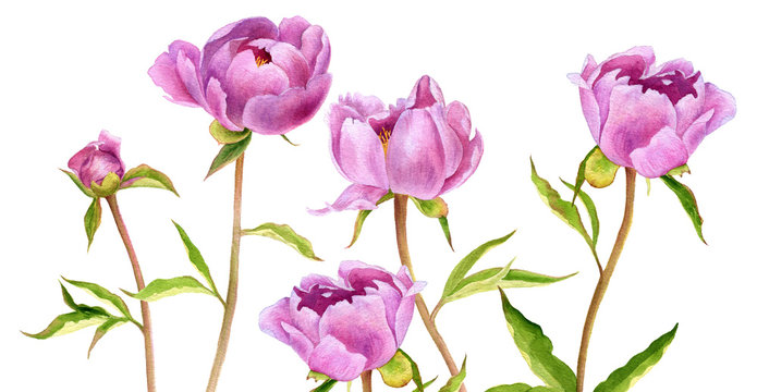 watercolor drawing pink peony flowers