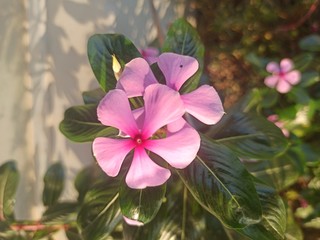 flower in garden