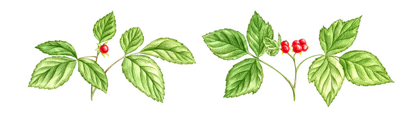 stone bramble, drawing by color pencils