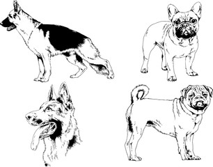 vector drawings sketches pedigree dogs in the racks drawn in ink by hand , objects with no background