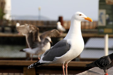 Seagull bird standing over the blue seashore, Uncontrolled rapid growth number of gulls causing nuisance attack and environment problem.