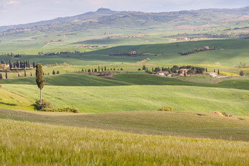 Fototapeta na wymiar Tuscany landscape near Pienza village.
