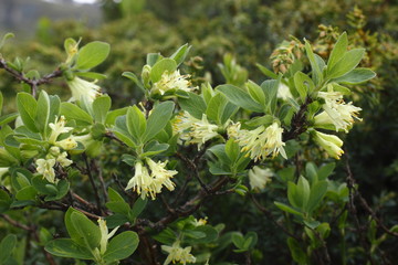 Blaue Heckenkirsche, Lonicera caerulea