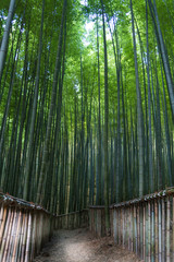 Bamboo. Bamboos Forest. Growing bamboo border desigh.
