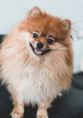 Obraz premium Chien spitz nain au poil clair et regard noir heureux sourire