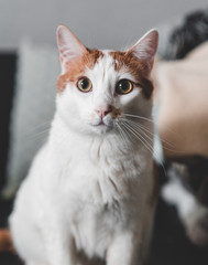 Chat blanc et marron au regard jaune