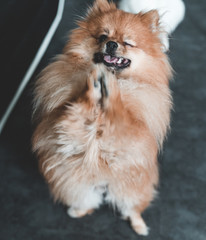 Chien spitz nain au poil clair et regard noir clin d'oeil