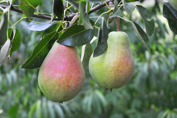 Pears ripen on the tree branch.