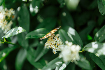 butterflies in the city botanical garden
