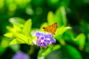 Adorable butterfly at my garden