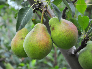 Pears ripen on the tree branch.