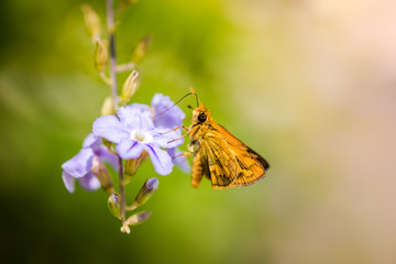 Adorable butterfly at my garden