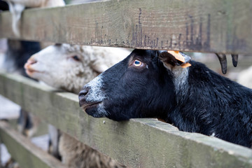 Fototapeta premium A black goat with horns peeps out from behind a fence. The animal outdoors looks at the camera.