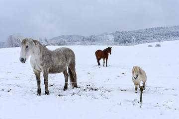 Naklejka premium wild horses in the snow
