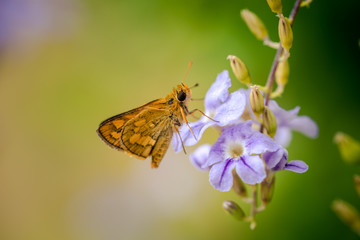 Adorable butterfly at my garden