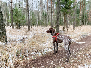 Dog in the forest.