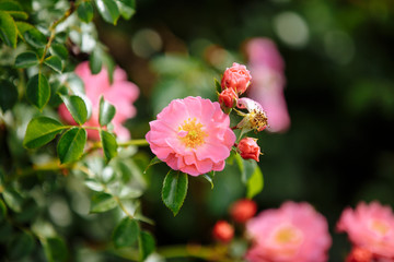 pink roses in a botanical garden
